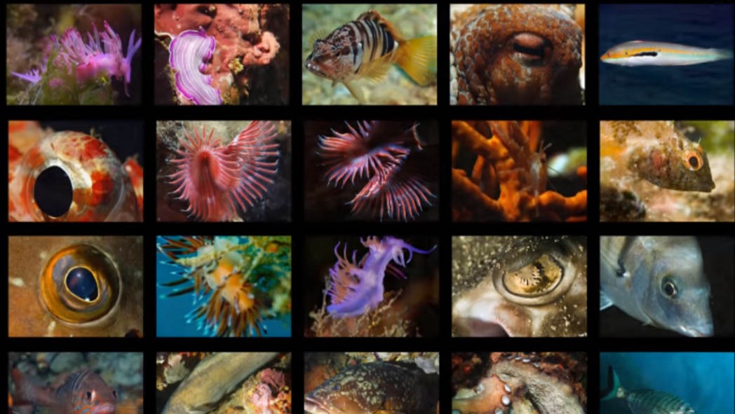 Interface: elBulli documentary